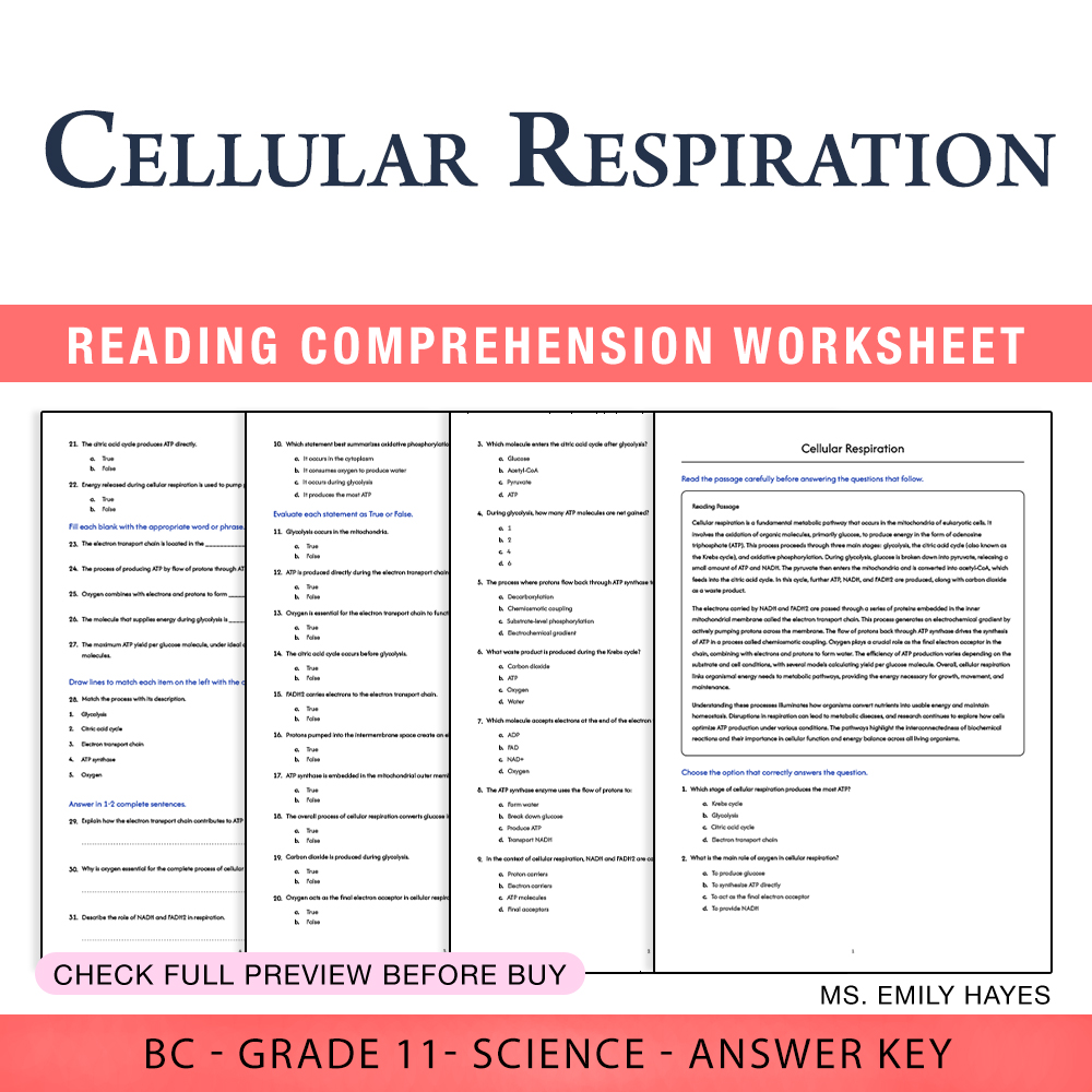Grade 11 Science worksheet worksheet — Grade 11 Science | Cellular Respiration Worksheet (PDF + Answer Key) — page 1