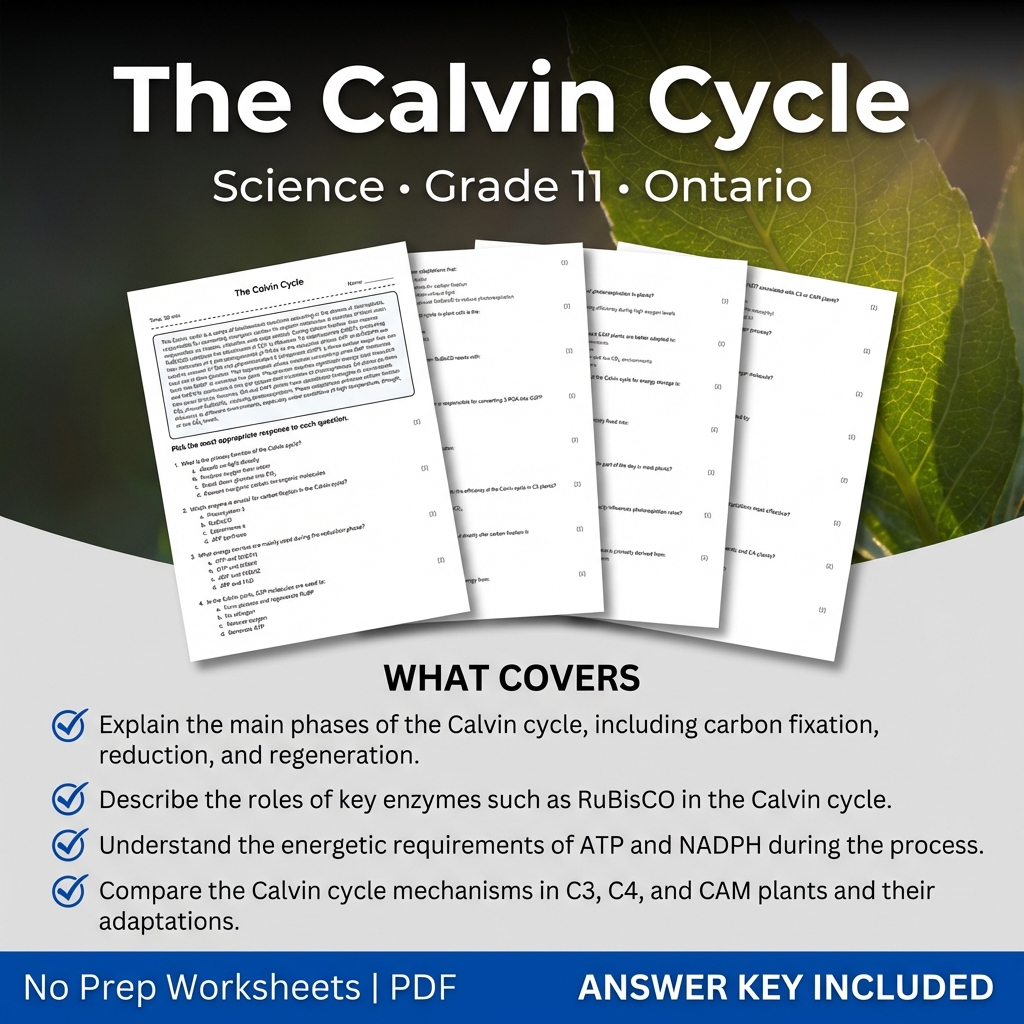 The Calvin Cycle Science Worksheet | Grade 11 Ontario Standards