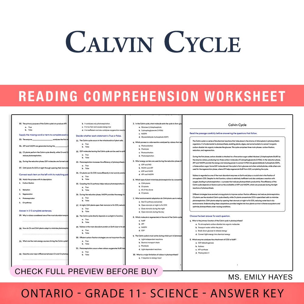 Grade 11 Science worksheet worksheet — 11th Grade Science | Calvin Cycle Worksheet (PDF + Answer Key) — page 1