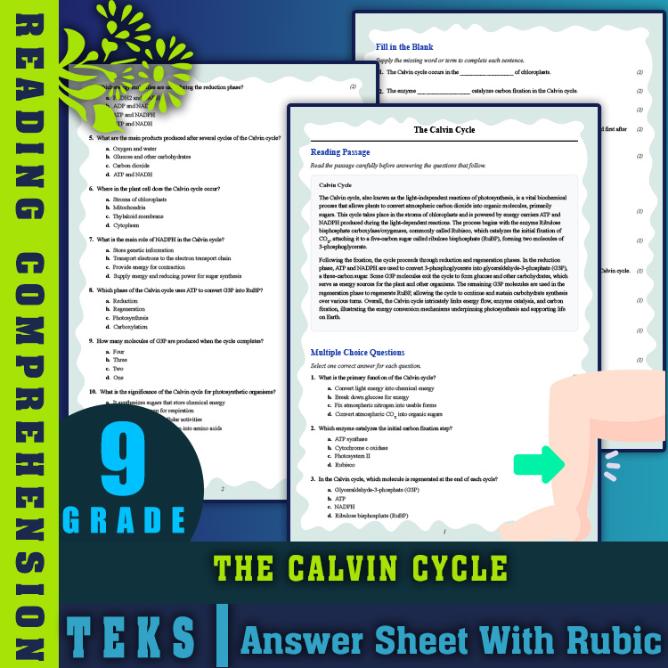Grade 9 Science reading worksheets worksheet — 9th Grade Science | The Calvin Cycle Reading Worksheet & Answer Key (PDF) —…