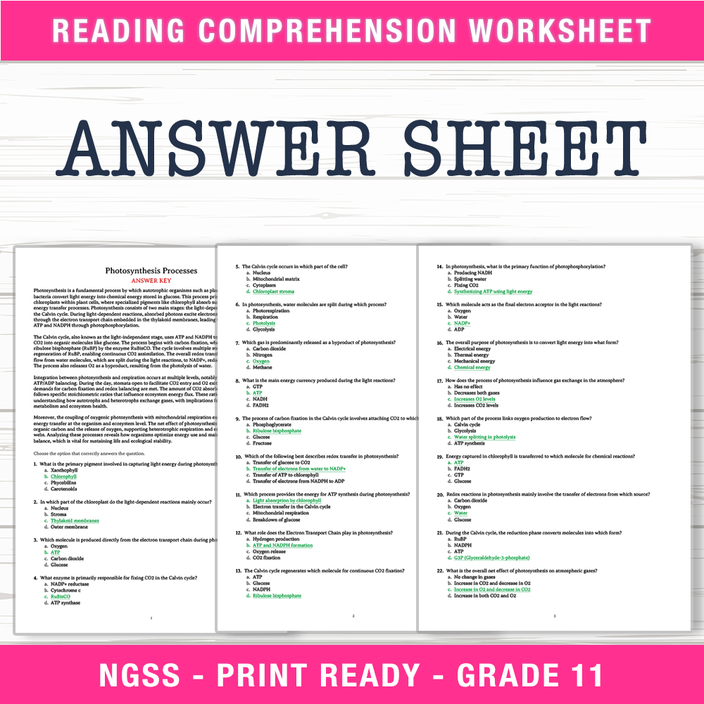 Grade 11 Science worksheet worksheet — Grade 11 Science | Photosynthesis Processes Worksheet (PDF +  Answer Key) — page 2