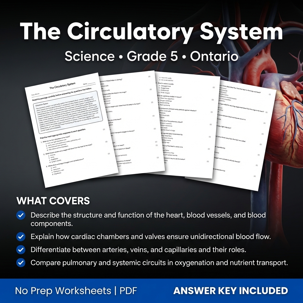 Grade 5 Science Worksheet on The Circulatory System | Ontario Standards