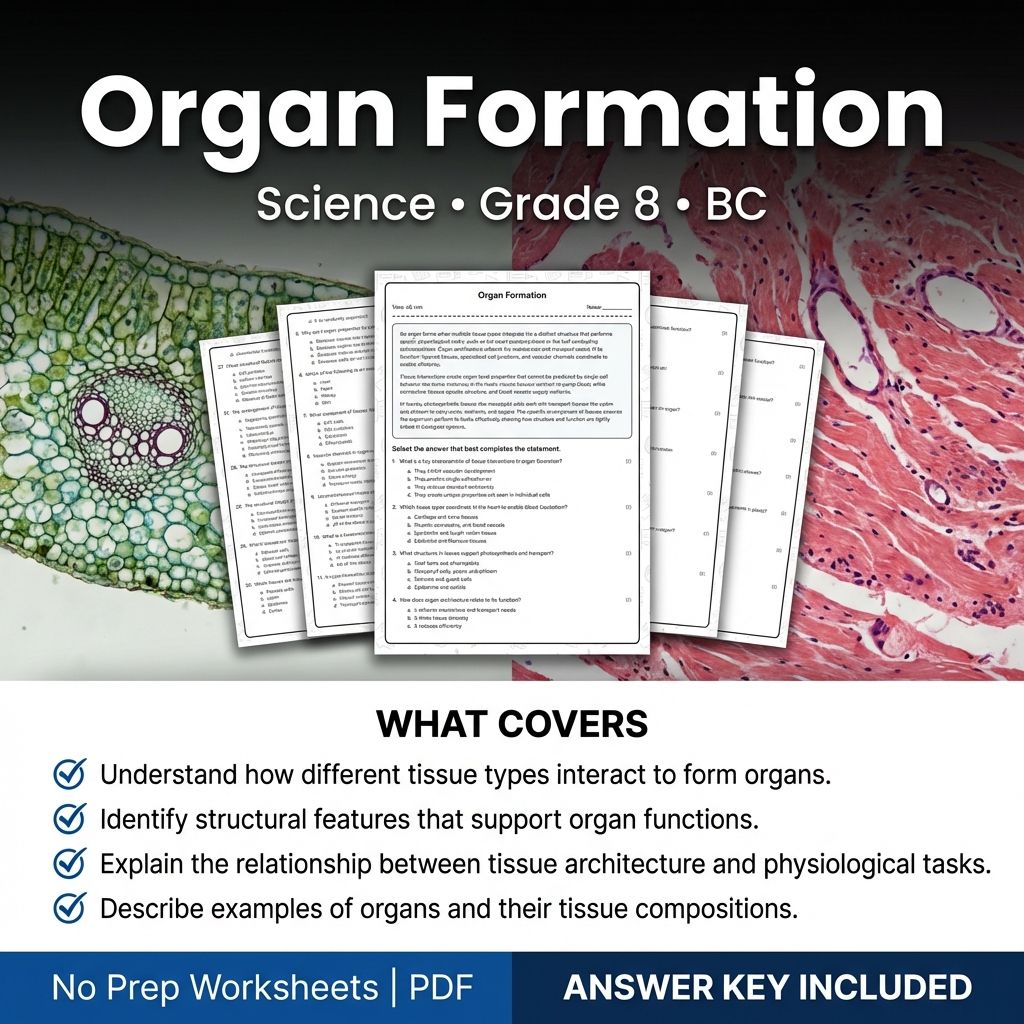 8th Grade Science | Organ Formation Worksheet with Answer Key (Printable PDF)