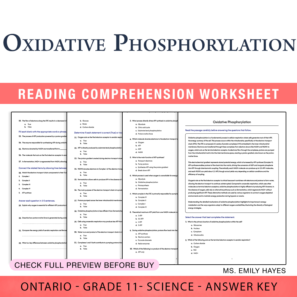 Grade 11 Science worksheet worksheet — 11th Grade Science | Oxidative Phosphorylation Worksheet (PDF + Answer Key) — page 1