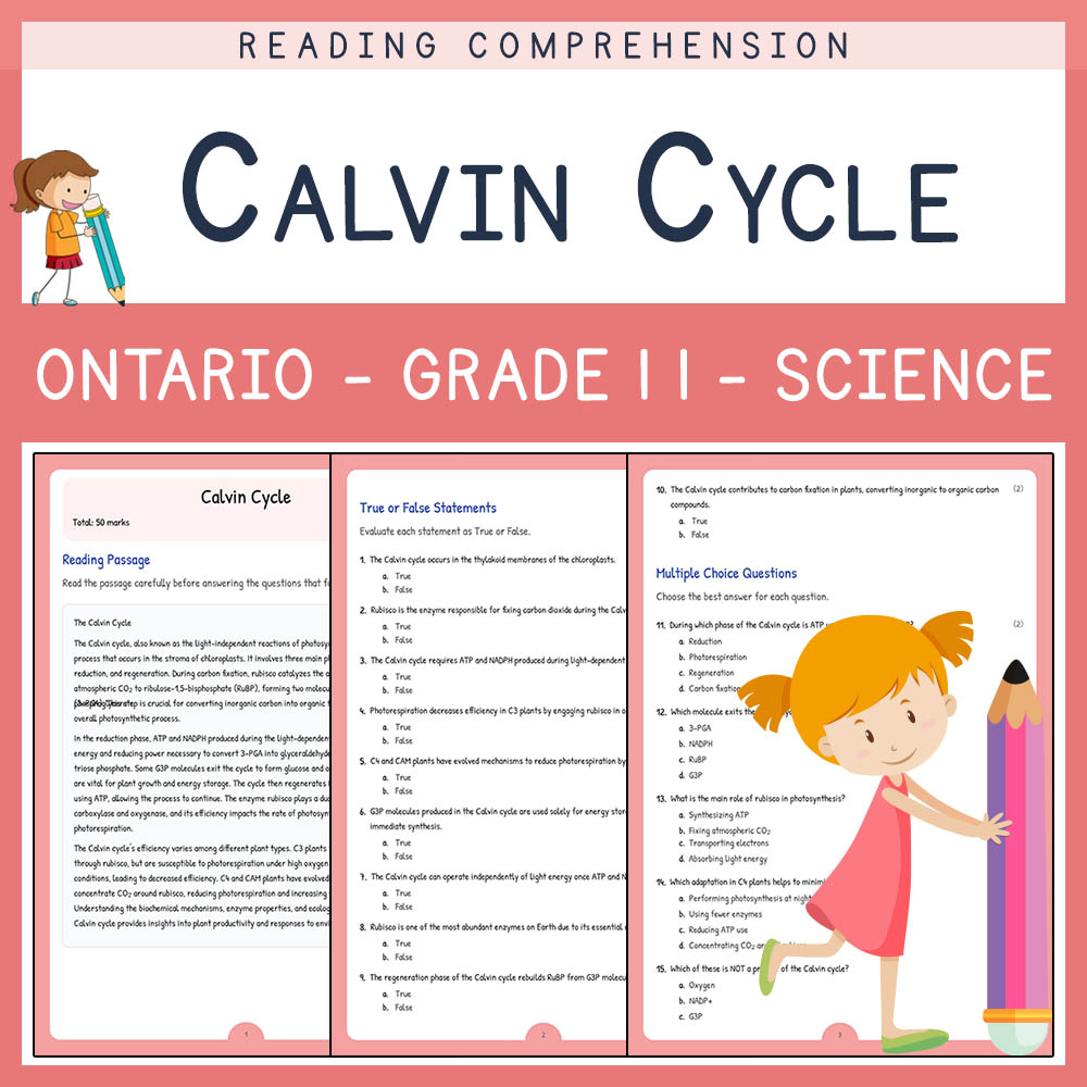 Grade 11 Science worksheet elena worksheet — Grade 11 Science | Calvin Cycle Worksheet Elena | Ontario Aligned Practice —…