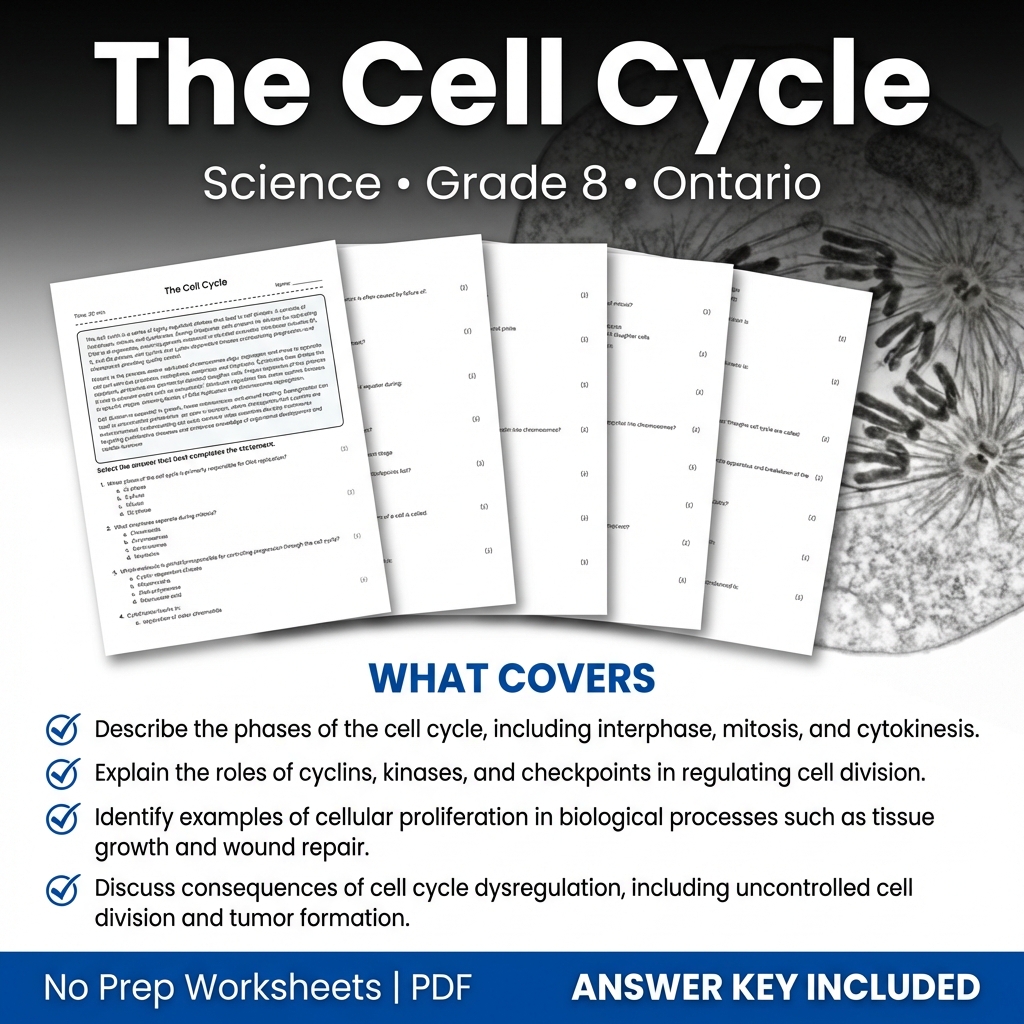 Grade 8 Science Worksheet on The Cell Cycle | Ontario Standards
