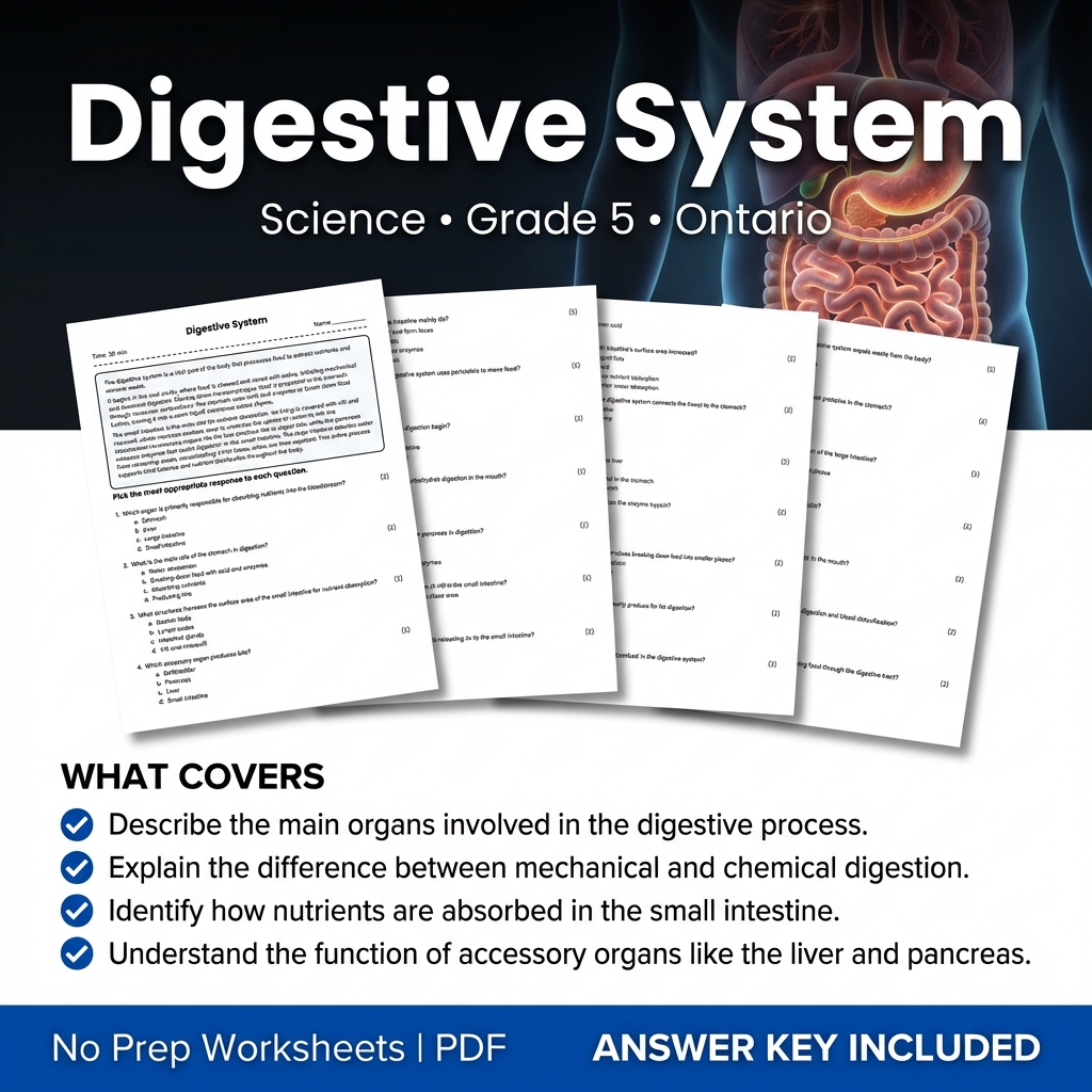 Digestive System Science Worksheet | Grade 5 Standard Practice PDF