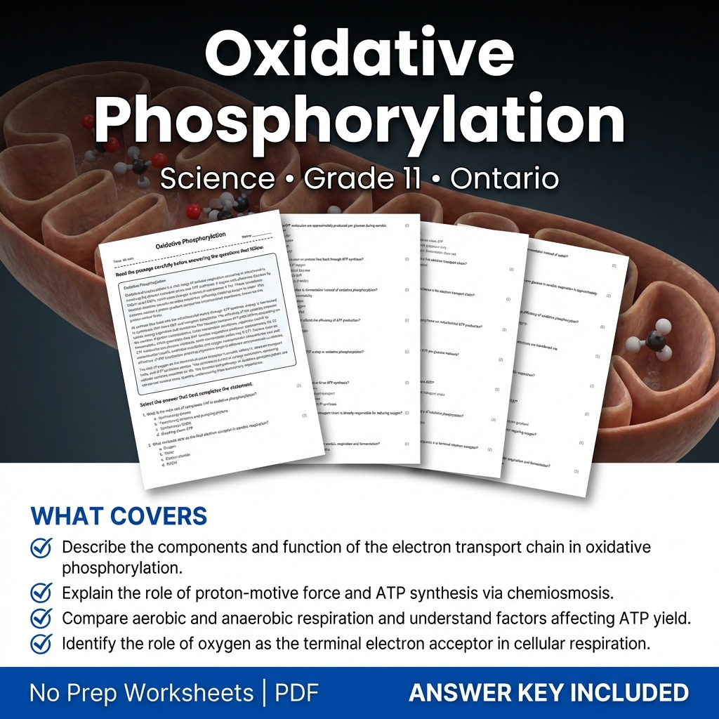 Grade 11 Science Worksheet on Oxidative Phosphorylation for Classroom Practice