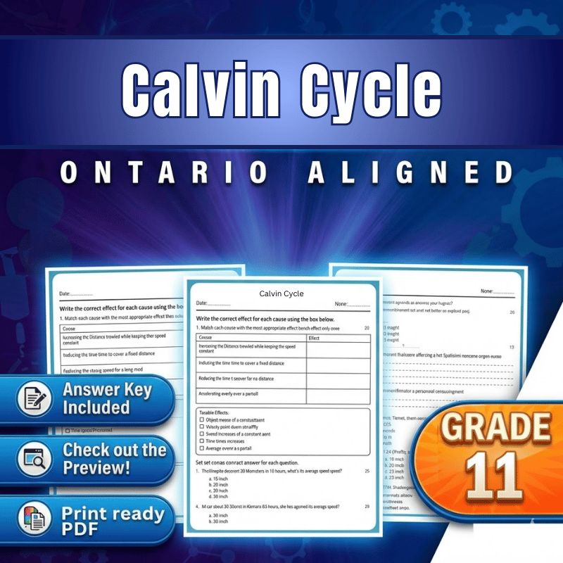 Grade 11 Science | Calvin Cycle Worksheet (Ontario Standard) (PDF)